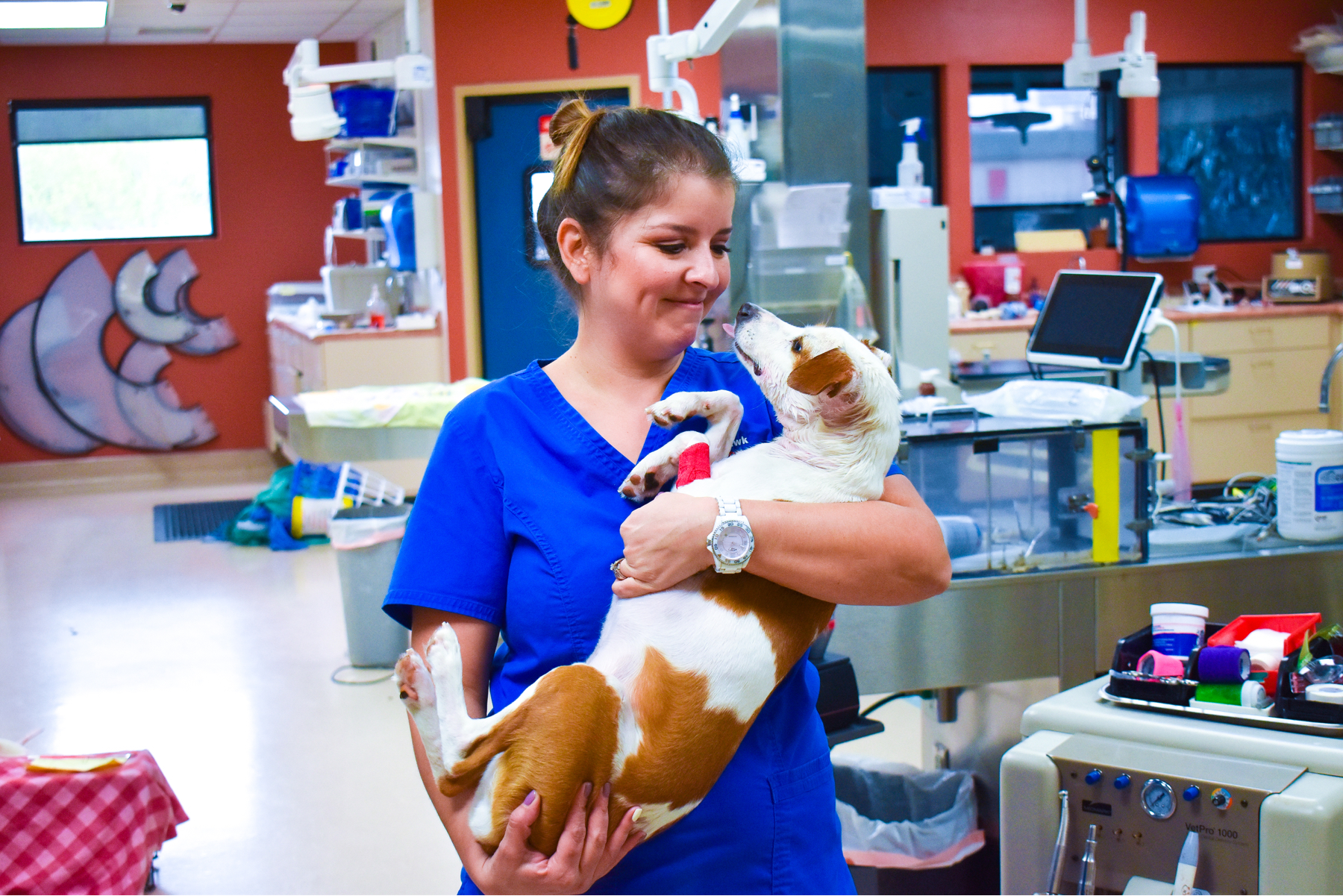 Providing veterinarian services to a dog