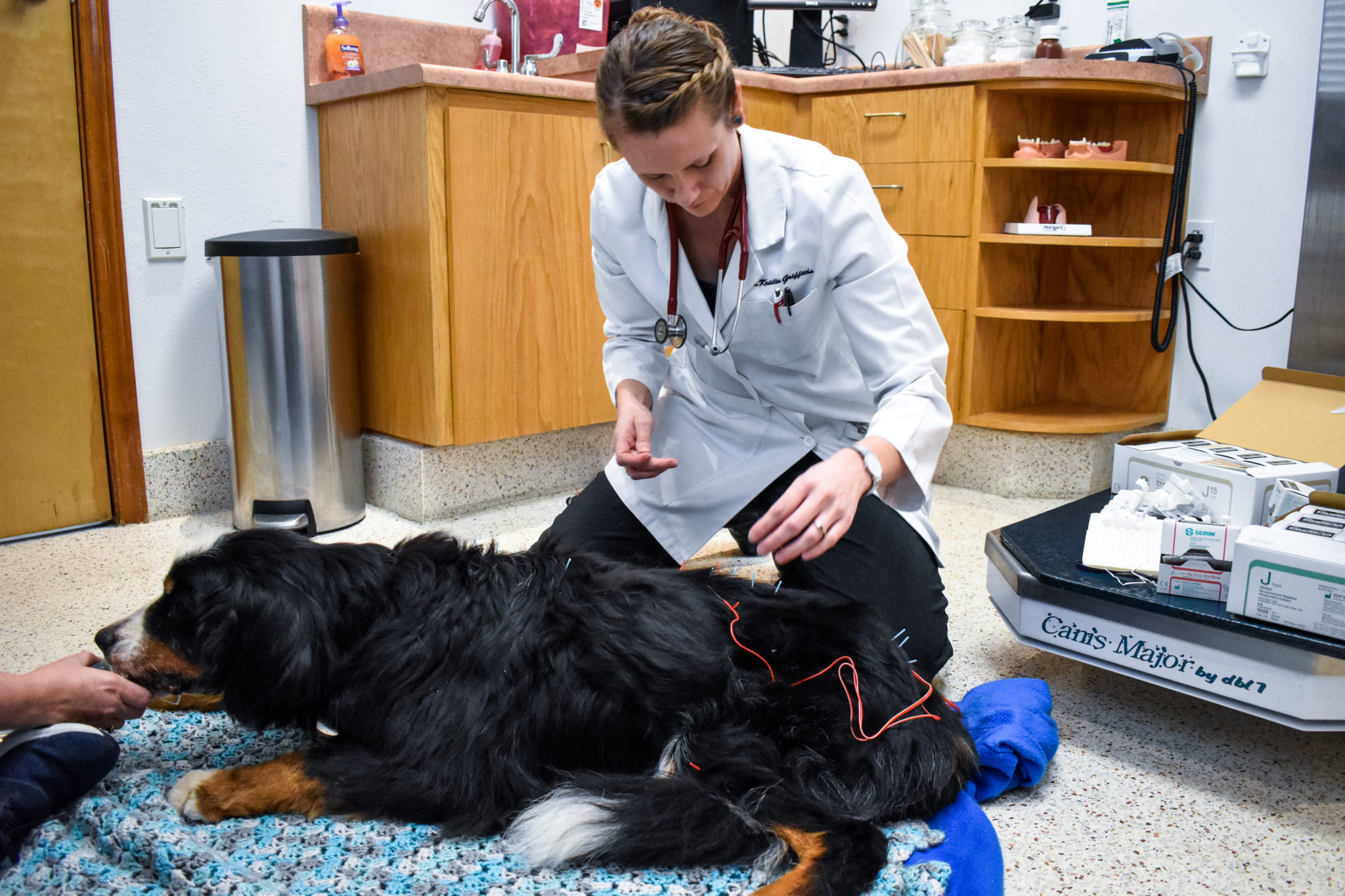 Pet Acupuncture Turning Stone Animal Hospital