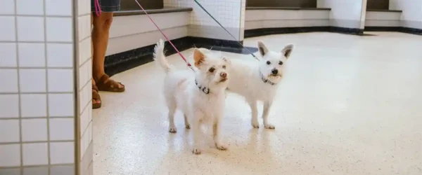 animal-hospital-vet-dog-care-cropped animal-hospital-vet-dog-care-cropped