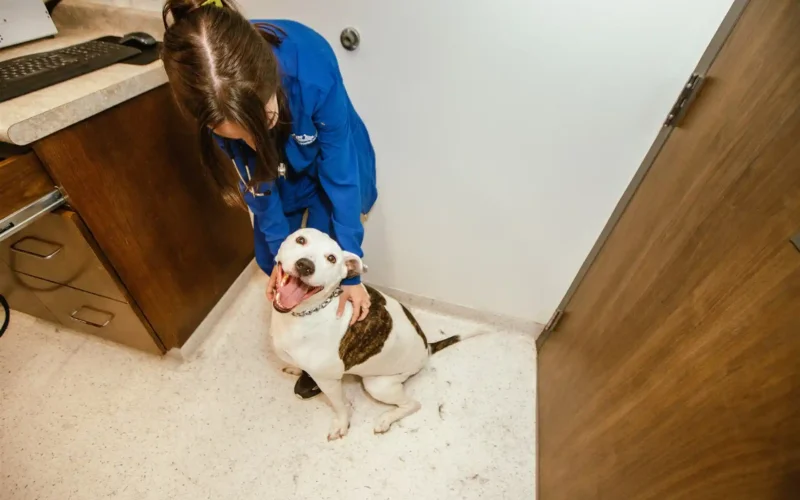 vet-animal-hospital-dog-vaccination-visit vet-animal-hospital-dog-vaccination-visit